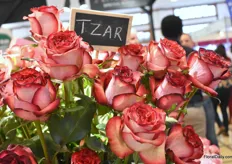 The Tzar from XFlora also is a real eye-catcher, has a good opening and a really big flower